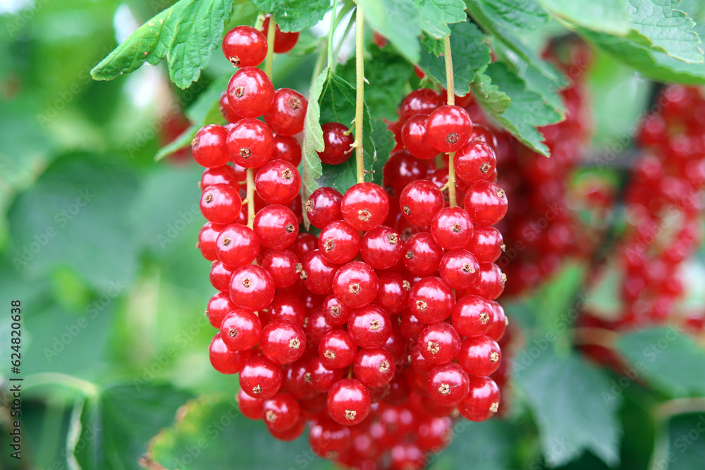Saftige Johannisbeeren direkt vom Strauch Saftige Johannisbeeren direkt vom Strauch