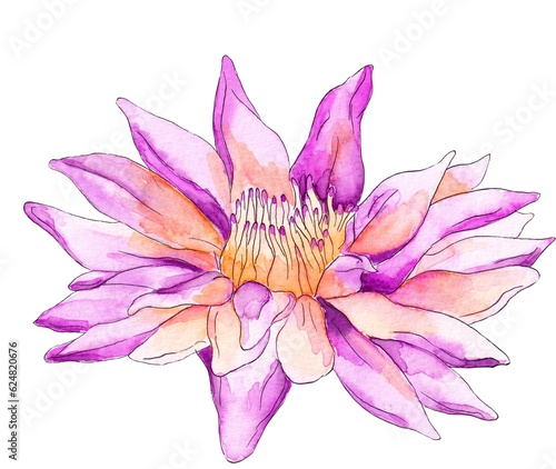 Watercolor flower  isolated  white background  purple tropical flower