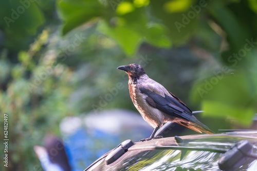 Hooded crow (Corvus cornix) on car roof. The background is blurry. Place for text.