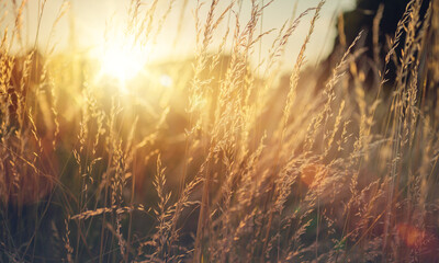 Wild grass in a forest clearing at sunset. Macro image, shallow depth of field. Abstract background of summer and autumn nature. vintage filter