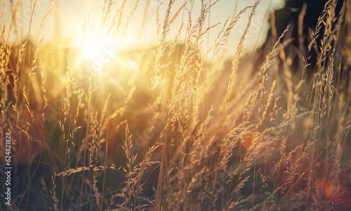 Wild grass in a forest clearing at sunset. Macro image, shallow depth of field. Abstract background of summer and autumn nature. vintage filter