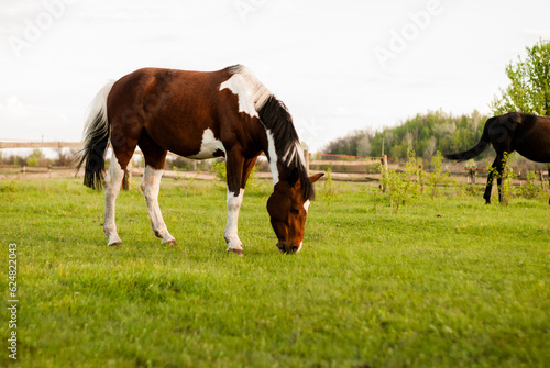 White and brown mare grazing. Horses graze in pasture near trees and fence. Riding school. Dressage Communication with animals. Caring for domestic animals. Ranch. Farm. Racing stallions. Agriculture