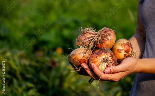 the farmer girl holds an onion in her hands. Selective focus.