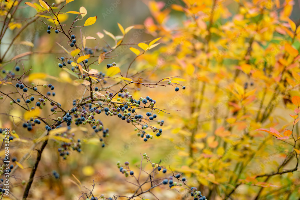 Orange and red leaves of a blueberry bush in the forest on late autumn day. Orange and red leaves of a blueberry bush in the forest on late autumn day.