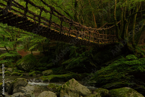 ジャングルの中の吊り橋