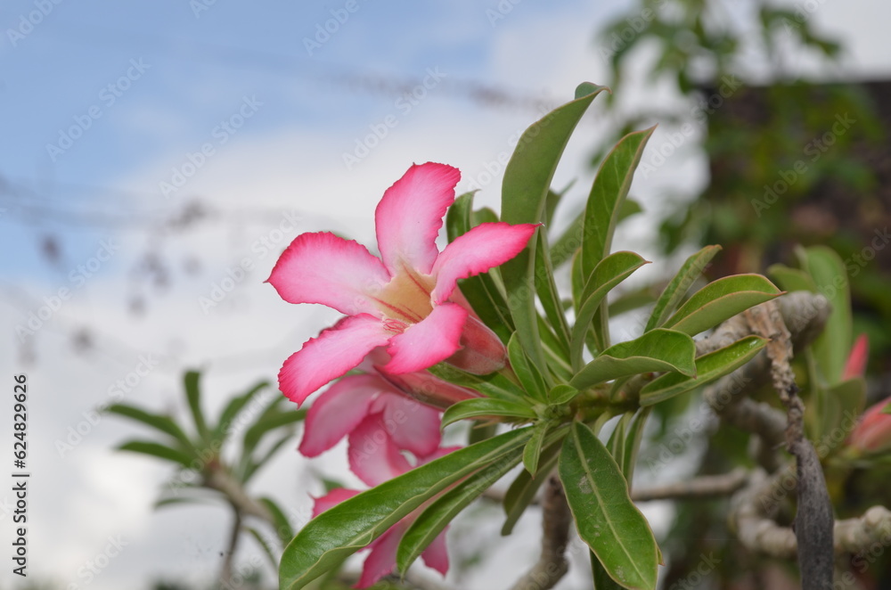 frangipani flower bloom beautiful colored tropical wallpaper frangipani flower bloom beautiful colored tropical wallpaper