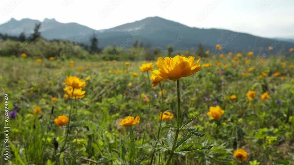 Beautiful view of globe flowers in green summer meadow at the mountains river background. Valley of orange flower. Spring landscape Beautiful view of globe flowers in green summer meadow at the mountains river background. Valley of orange flower. Spring landscape