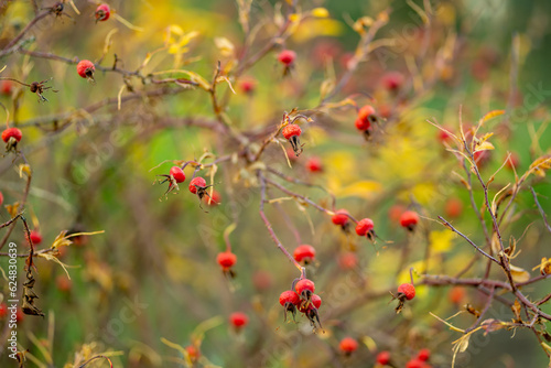 A branch of red wild rose hips on late autumn day © MNStudio