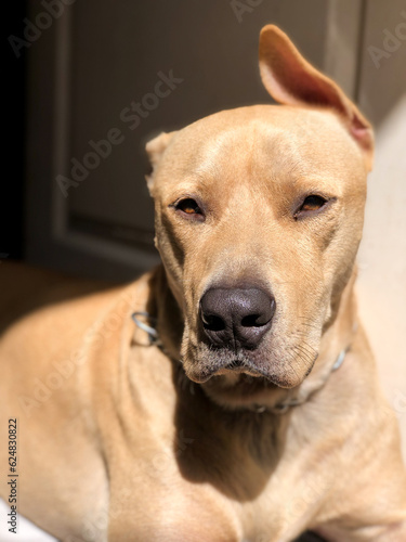 retrato de pitbull en primer plano a luz de sol