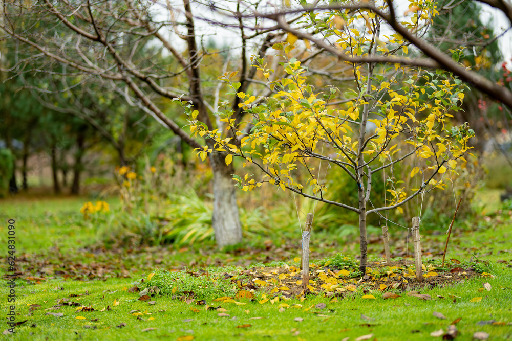 Tree fruit garden on late autumn day. Growing own fruits and vegetables in a homestead. Gardening and lifestyle of self-sufficiency. Tree fruit garden on late autumn day. Growing own fruits and vegetables in a homestead. Gardening and lifestyle of self-sufficiency.