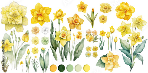 Set of daffodil flower yellow color color Watercolor, spring collection of hand drawn flowers , Botanical plant illustration , elegant watercolor ,transparent background, PNG.