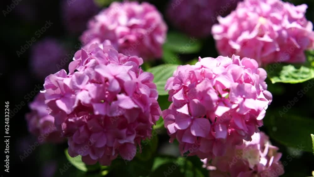 Blooming hydrangea pink close-up. Beautiful large hydrangea macrophyllus flower background. Selective focus. Blooming hydrangea pink close-up. Beautiful large hydrangea macrophyllus flower background. Selective focus.