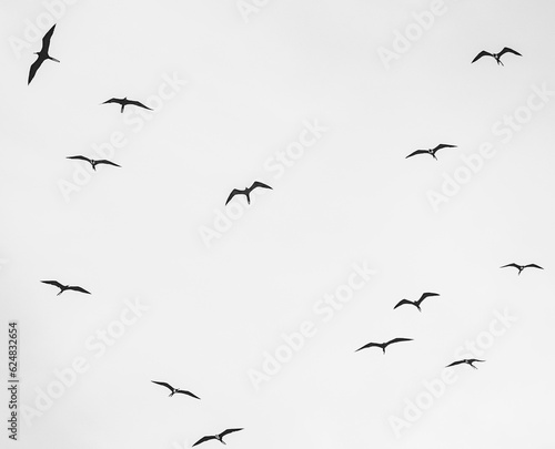 Pássaros © Leo