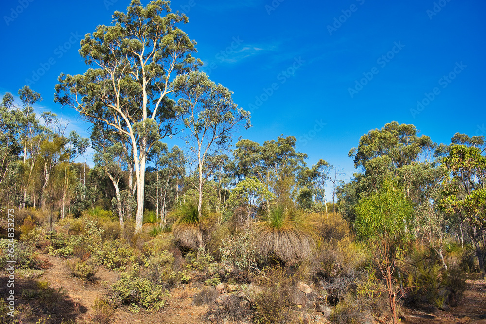 Landscape with eucalypt trees and grass trees in the dry sector of Avon Valley National park, close to Perth, Western Australia.
