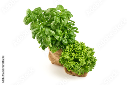 Lettuce with basil pot, isolated on white background.
