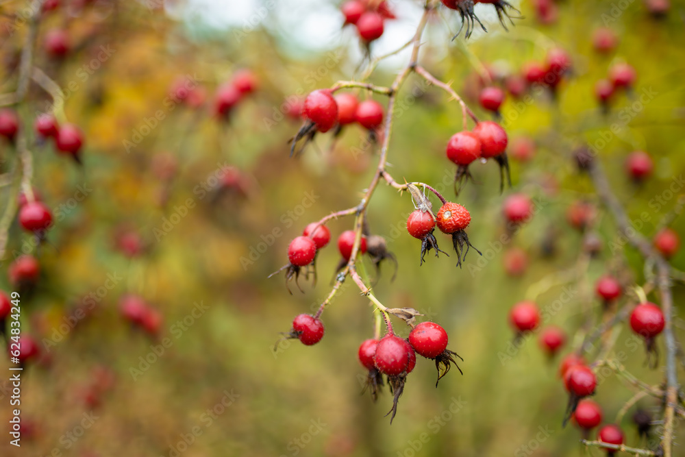 A branch of red wild rose hips on late autumn day A branch of red wild rose hips on late autumn day