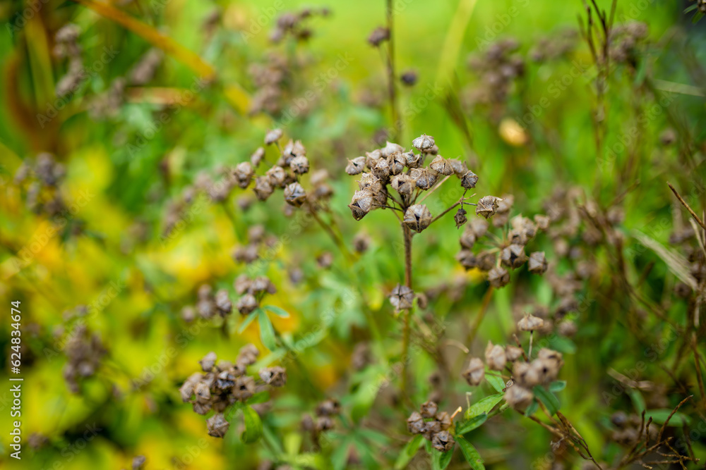 Dried flowers in a garden at late autumn day. Dried flowers in a garden at late autumn day.