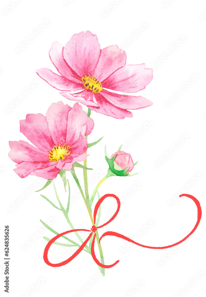 ピンク色のコスモスの一輪の花の水彩イラスト