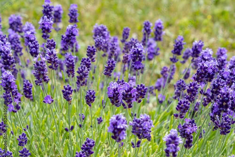 Obraz premium Lavender Tops