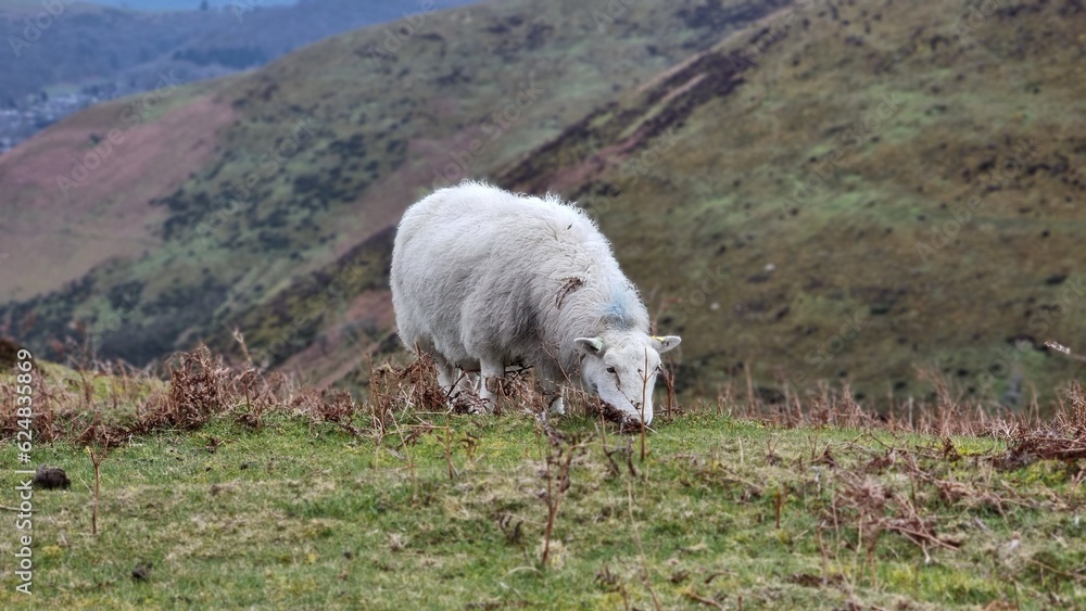 Fototapeta premium sheep in the mountains of UK