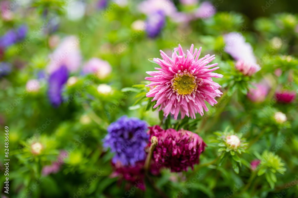 Fototapeta premium Purple, pink and white aster flowers on a blurred green background. Summer season.