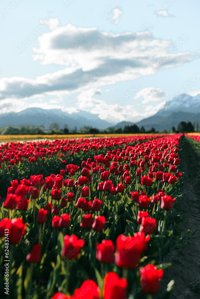 Tulip fields in the patagonia with beautiful blue sky and some clouds with colorfull flores and tulips blossoming, sun rays and horizon landscape