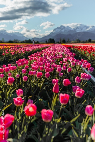 Tulip fields in the patagonia with beautiful blue sky and some clouds with colorfull flores and tulips blossoming, sun rays and horizon landscape