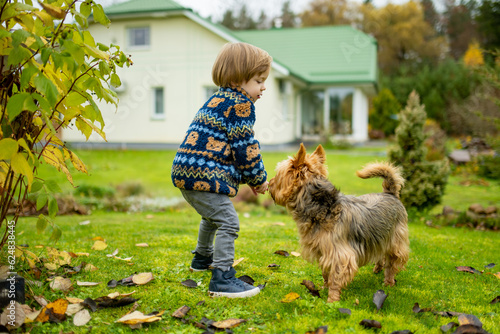 Toddler boy playing with pedigreed australian terrier dog in late autumn garden. photo