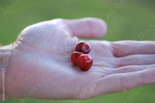 male hands close-up hold red sweet cherries on natural background, Prunus avium in palm, concept farm gardening, healthy eating, antioxidant powerhouses, immune-boosting, low-calorie recipes