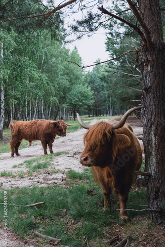 Beautiful and well-maintained Scottish cows in the eco-park