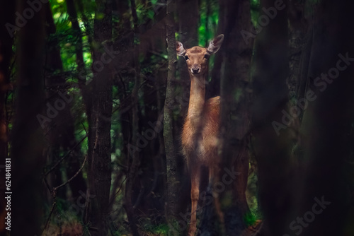 Little deer, young roe deer, hind in a mystic forest.