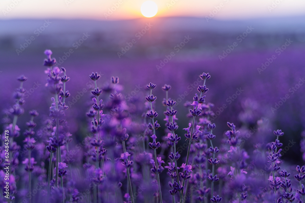 Fototapeta premium Lavender flower background. Violet lavender field sanset close up. Lavender flowers in pastel colors at blur background. Nature background with lavender in the field.