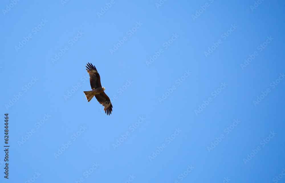 Eagle in flight against the blue sky. Eagle in flight against the blue sky.