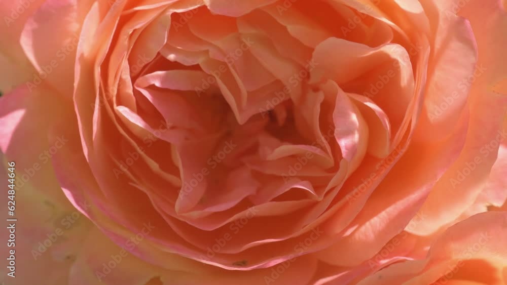 beautiful apricot yellow rose flower background. macro shot. sunny day beautiful apricot yellow rose flower background. macro shot. sunny day