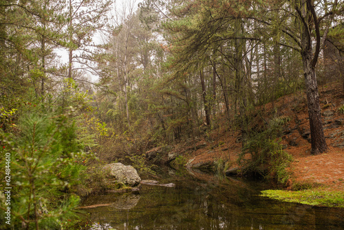 neblina en un bosque