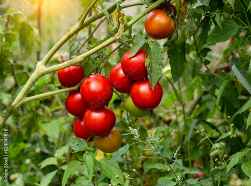 A large branch of red ripe tomatoes grown in the garden in summer. Growing vegetables, agriculture.