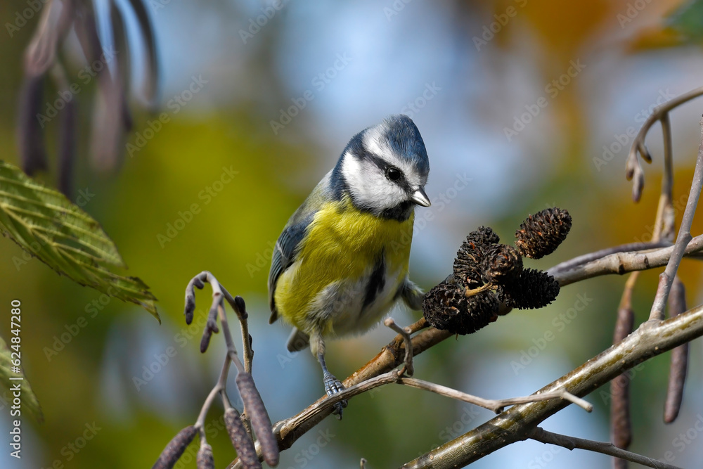 Obraz premium Eurasian blue tit // Blaumeise (Cyanistes caeruleus)