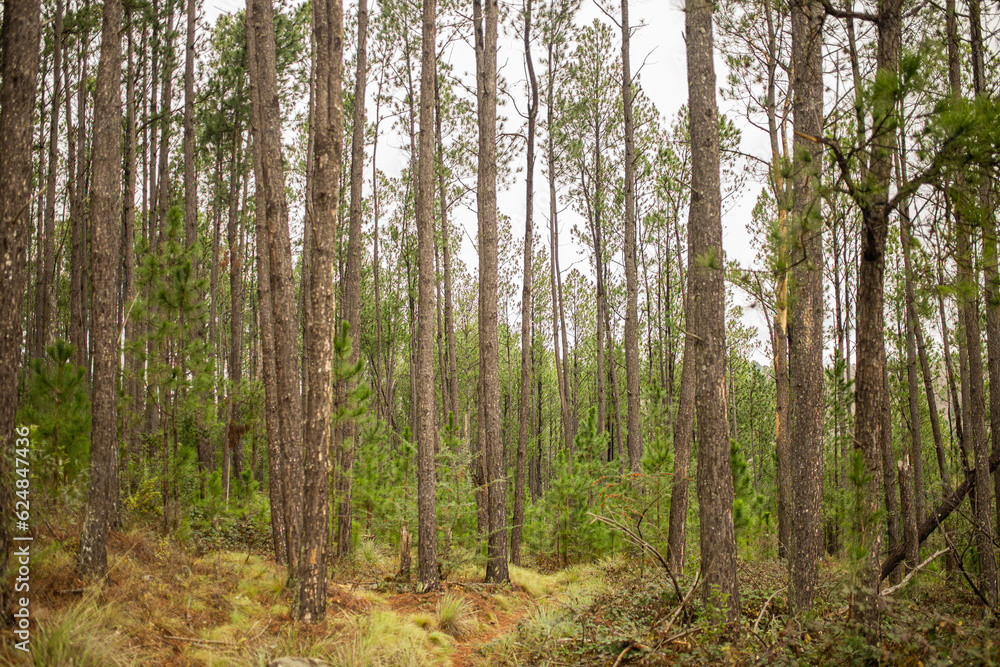 Obraz premium bosque de pinos
