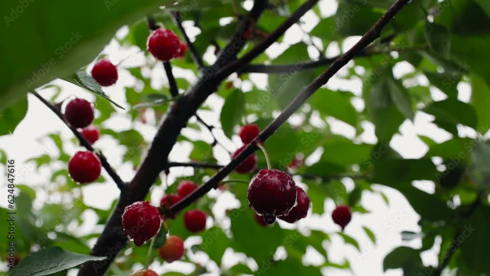 A ripe tart red cherry hangs on a tree branch. A ripe cherry hangs on a cherry tree. Cultivation of cherries. A ripe tart red cherry hangs on a tree branch. A ripe cherry hangs on a cherry tree. Cultivation of cherries.