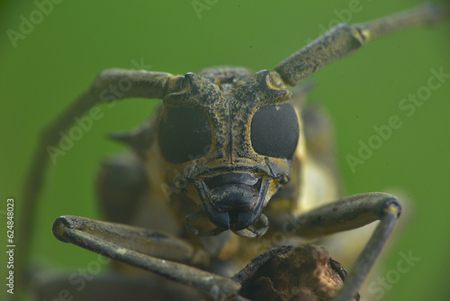 Close up of Beetle face, Coleoptera
