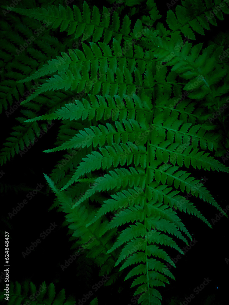 어두운 배경에 고사리 또는 양치식물의 잎이 있는 사진Fern leaf with dark background