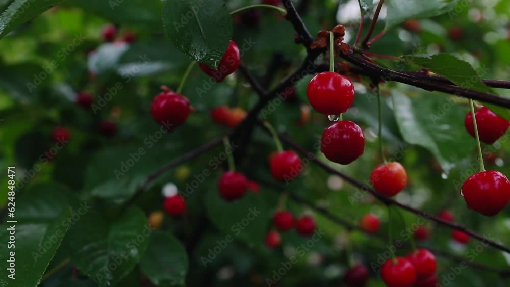 A ripe tart red cherry hangs on a tree branch. A ripe cherry hangs on a cherry tree. Cultivation of cherries. A ripe tart red cherry hangs on a tree branch. A ripe cherry hangs on a cherry tree. Cultivation of cherries.