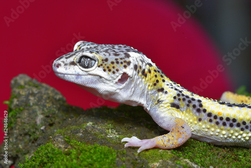 Close up of the leopard gecko or common leopard gecko, Eublepharis macularius is a ground dwelling lizard native to the rocky dry grassland and desert regions 
