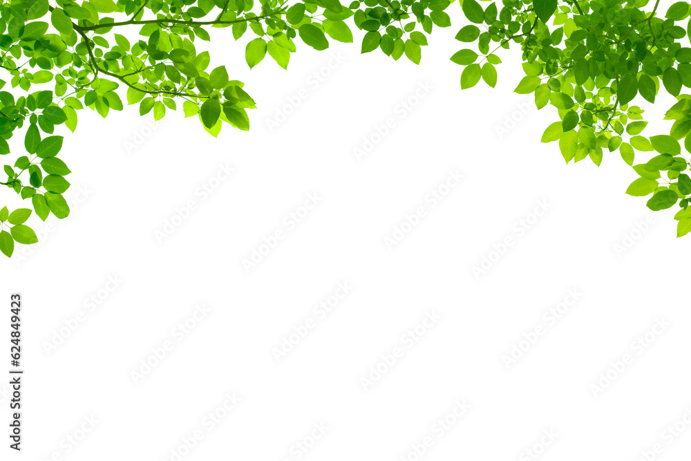 Green thee brunch on a transparent isolated background. Frame from brunch. Set of decorative borders with green branches, png Green thee brunch on a transparent isolated background. Frame from brunch. Set of decorative borders with green branches, png