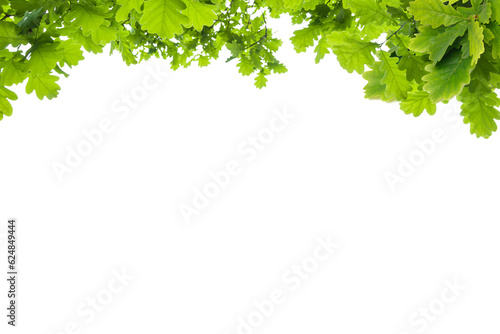 Green thee brunch on a transparent isolated background. Frame from brunch. Set of decorative borders with green branches, png