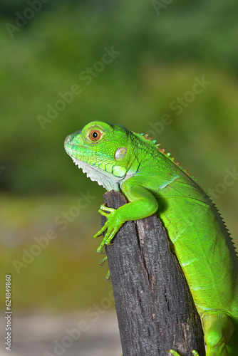 Close up photo of Green Iguana  Iguana iguana relaxing waiting for prey on a yellow flower