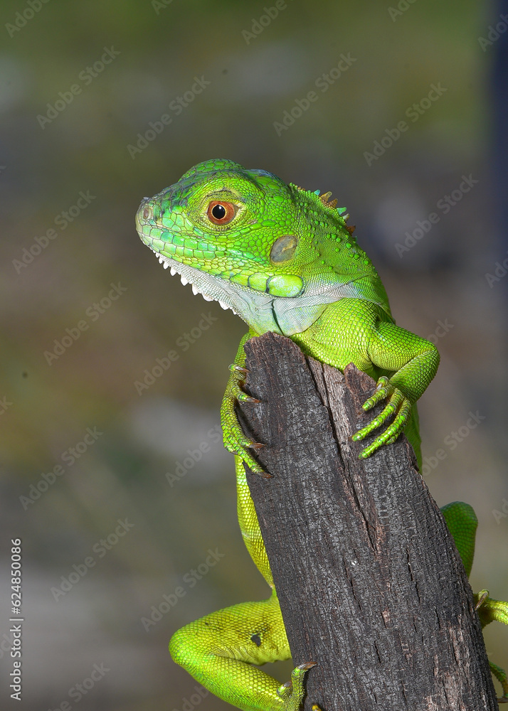 Fototapeta premium Close up photo of Green Iguana, Iguana iguana relaxing waiting for prey on a yellow flower