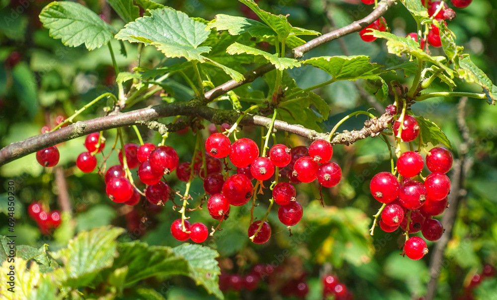 Branch with ripe berries of red currant close-up