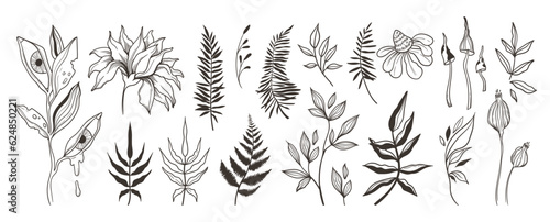 Set of hand painted mystic black and white vector flowers and leaves -fern, chrysanthemum, mushrooms. Cliparts for summer wedding, spring congratulation card. Magic botanical floral elements