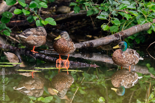 Group of mallard ducks resting on old wood. With a reflection in a calm water surface. Genus Anas platyrhynchos